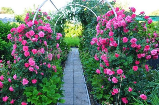Розариум Ютерсен (Rosarium Uetersen)