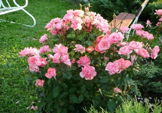 Жардин де Франс (Jardins de France)