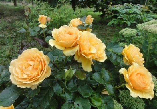 Амбер Куин (Amber Queen)