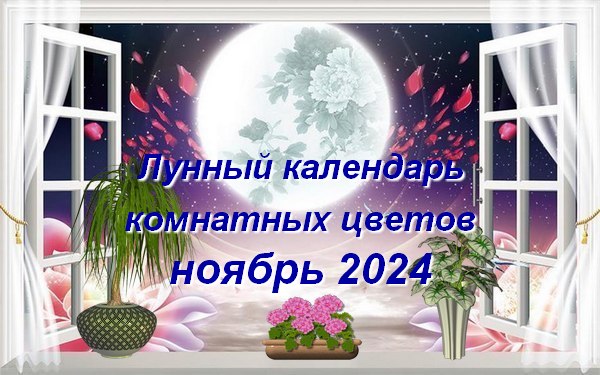 пересадка комнатных растений по лунному календарю в ноябре 2024 года