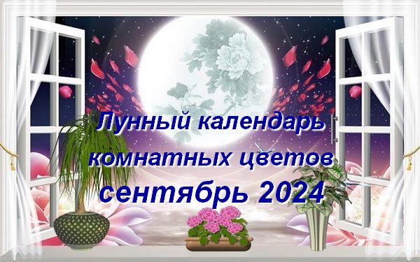 лунный календарь на сентябрь 2024 для комнатных цветов