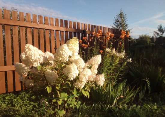 Гортензия садовая: посадка, уход, фото оформления сада