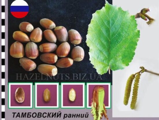 Тамбовский ранний