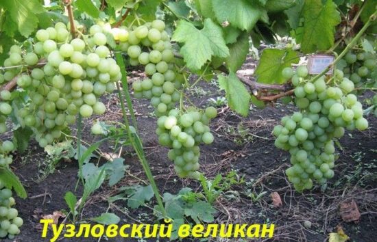 Тузловский великан