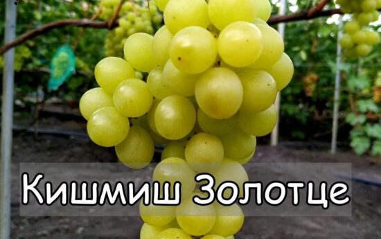 Золотце