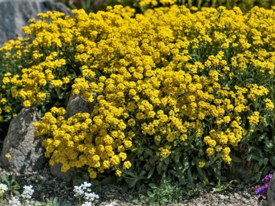 Zolotaya volna