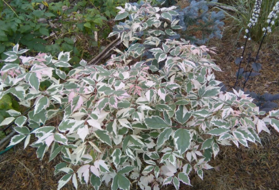 Фламинго