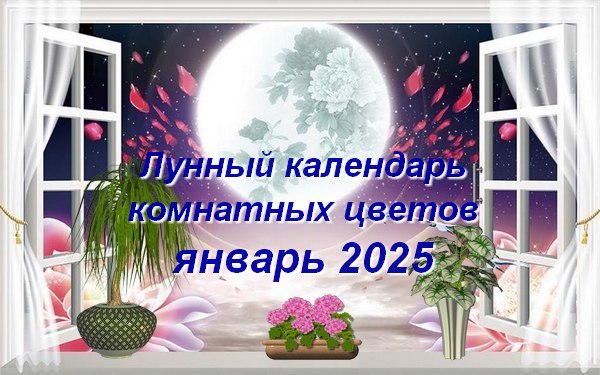 Лунный календарь комнатного цветовода на январь 2025 года