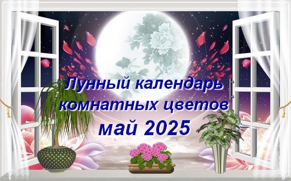 Лунный календарь комнатного цветовода на май 2025 года