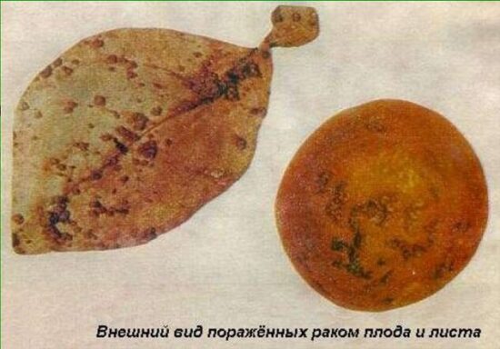 Рак цитрусовых
