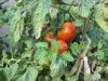 Kak borot'sya s fitoftoroj na tomatah (5)