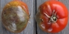 Kak borot'sya s fitoftoroj na tomatah (6)