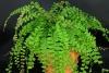 adiantum-caudatum-plant
