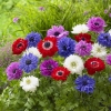 Anemone coronaria St. Brigid mixed