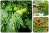 collageкладоспориоз